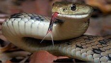 Snakes Facts: ఈ సంకేతాలు మీ ఇంటి చుట్టు కన్పిస్తున్నాయా..?.. పక్కాగా అక్కడ పామున్నట్లే..?.. బీకేర్ ఫుల్.!.