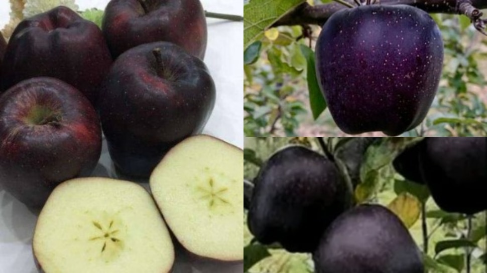 Black Apples: వావ్.. అత్యంత అరుదైన బ్లాక్ యాపిల్స్.. ధర ఎంతో తెలిస్తే మాత్రం షాక్ అవుతారు..