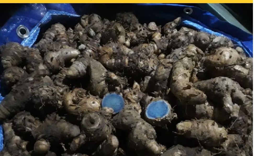 Black Turmeric: నల్ల పసుపు ఎప్పుడైనా చూశారా, ఆరోగ్యానికి అద్భుతమైన ప్రయోజనాలు