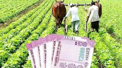 Business Ideas: నవంబర్-డిసెంబర్ మధ్య ఈ పంట సాగు చేస్తే.. ఎకరాకు రూ. 2 లక్షల లాభం..!! 
