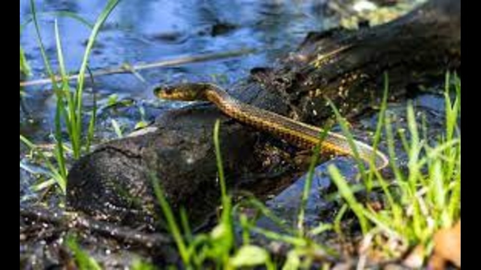 Snakes Attracted plants: