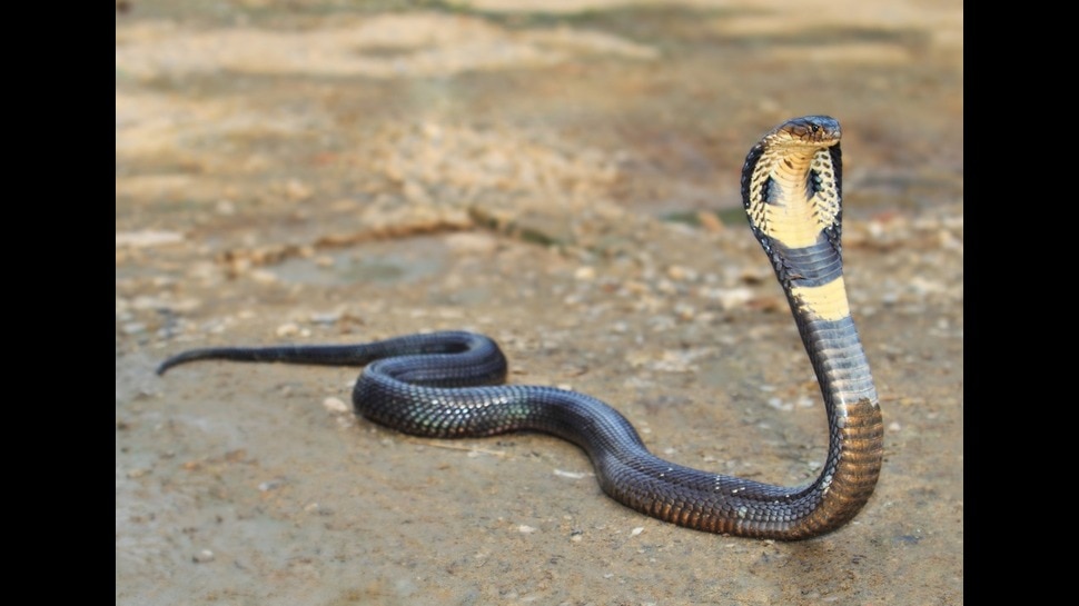 Snakes Attracted plants: