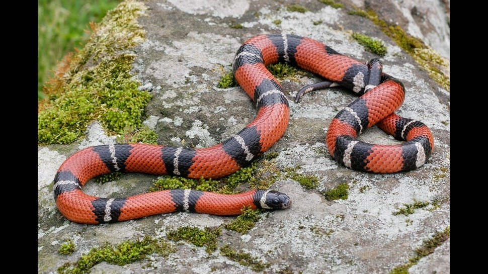 Snakes Attracted plants: