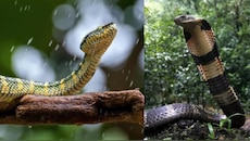 Snakes in Monsoon: వర్షాకాలంలో ఈ ప్రదేశాలు పాములకు పిక్నిక్ స్పాట్‌లు.!. అజాగ్రత్తగా ఉంటే రెడ్ కార్పెట్ వేసి పిల్చినట్లే.!.
