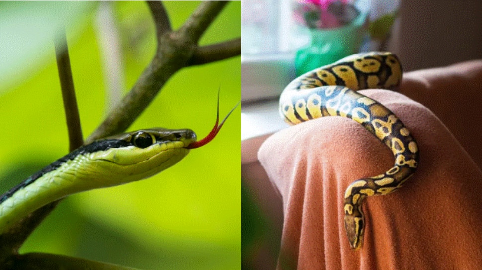 Snakes: ఈ మొక్కలు  ఇంట్లో ఉంటే.. పాములకు రెడ్ కార్పేట్ వేసినట్లే.. పరిగెత్తుకుంటూ వచ్చేస్తాయ్..