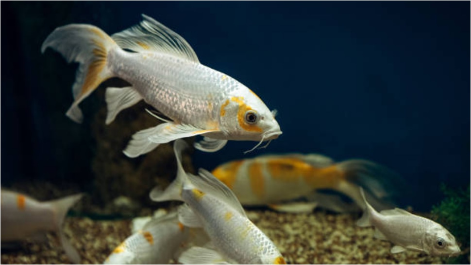 fish eggs nutrition facts and benefits for health pa Fish Eggs చేప