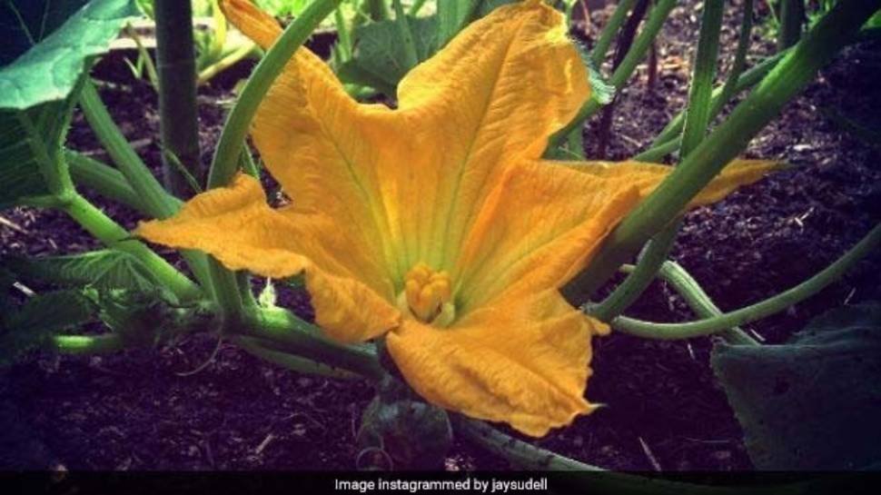 Pumpkin Flower  
