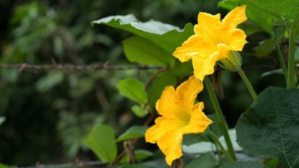 Pumpkin Flower Health Benefits