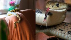 Snakes Facts:  మీ ఇంట్లో వీటిని అస్సలు పెట్టుకొవద్దు.!. పామును అయాస్కాంతాంలా ఆకర్షి