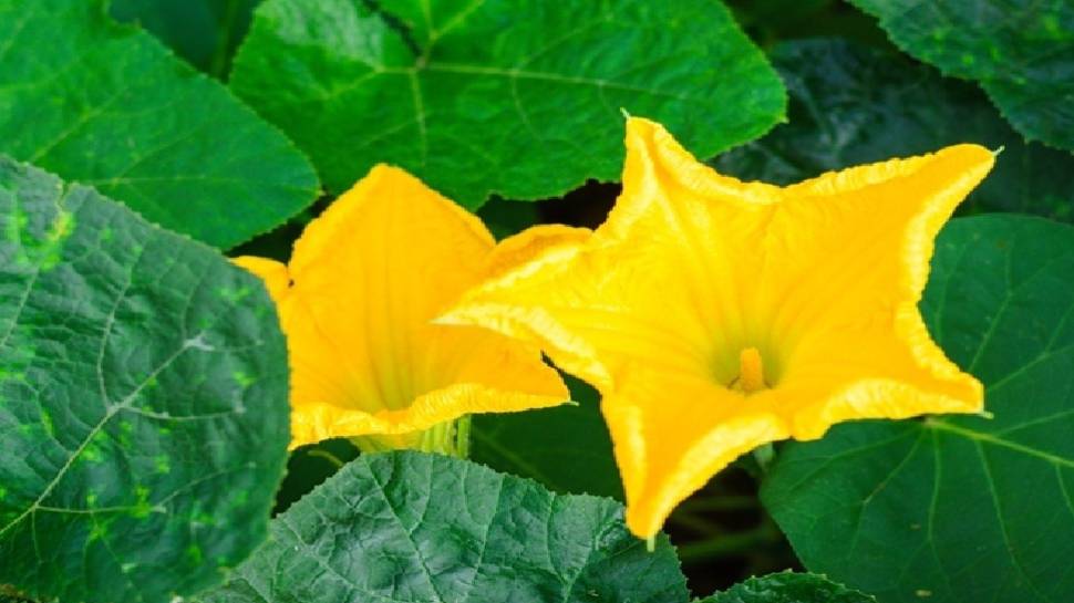 Pumpkin Flower Health Benefits