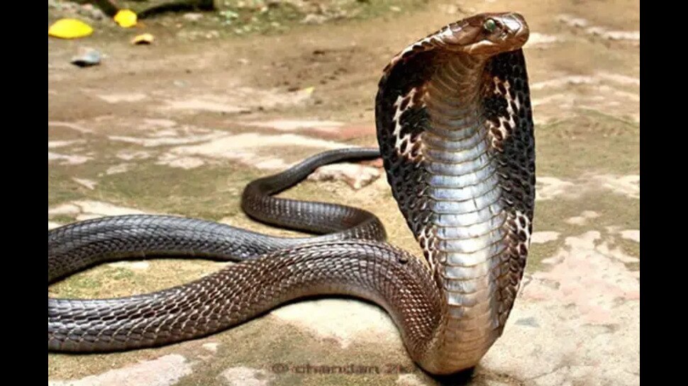 king cobra: