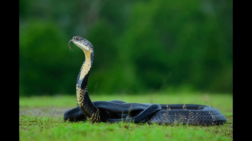 snake facts: