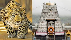 Tirumala: తిరుమల మెట్ల మార్గంలో చిరుతల సంచారం.. టీటీడీ మరో సంచలన నిర్ణయం..