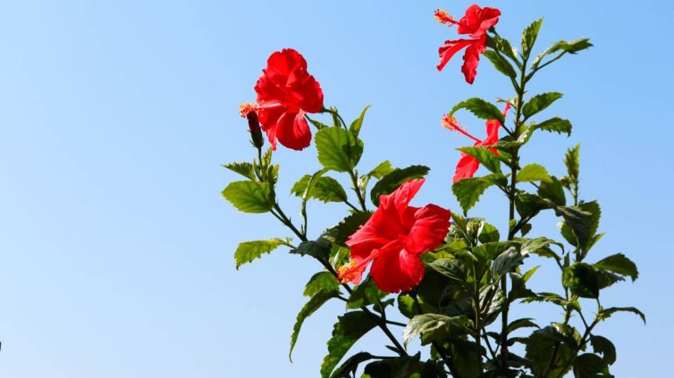 Hibiscus Plant At Home
