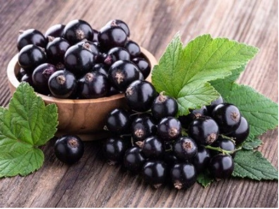 Jamun Health Benefits: నేరేడు పండ్లు రోజూ తింటే మధుమేహం సహా అన్ని రోగాలు మాయం