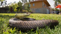 Snakes: పొరపాటున కూడా వీటిని ఇంట్లో ఉంచుకోవద్దు.. పాములకు గ్రీన్ కార్పెట్ వేసిఇంటికి