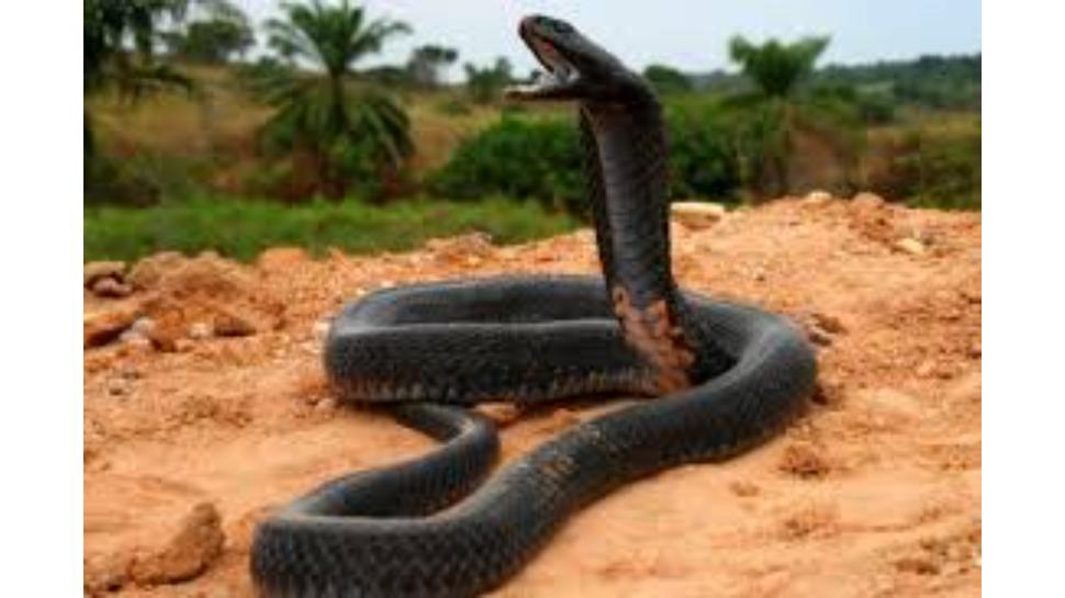 snake facts: