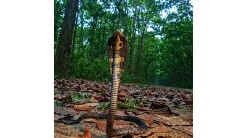 Snakes repellent plants: