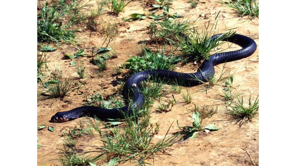Snake bite: