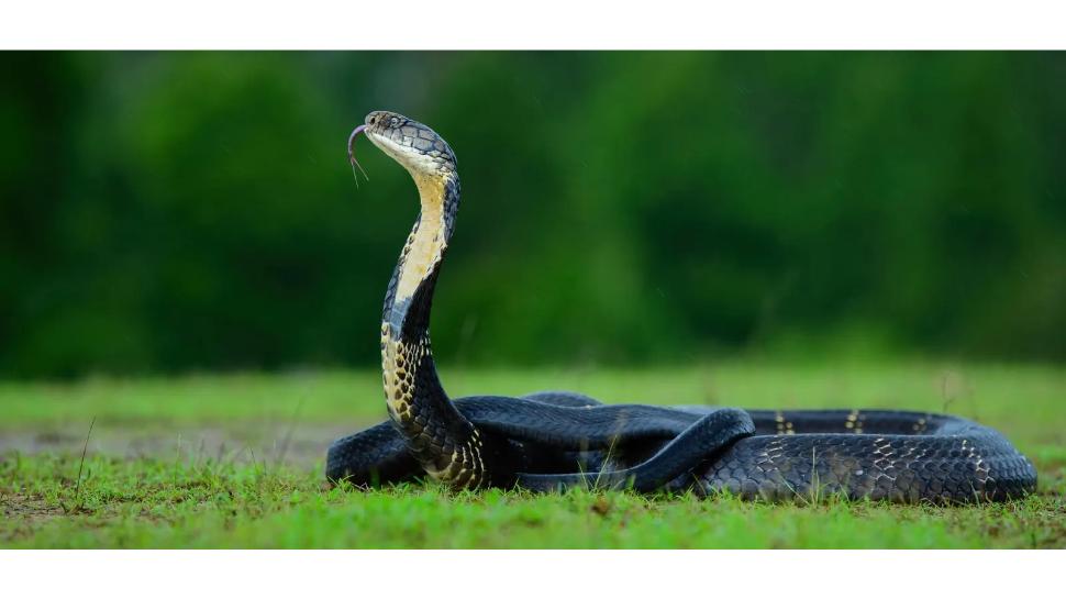 snake bite: