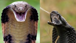 Snakes Venom Facts: పాము విషం ఏ రంగులో ఉంటుందో తెలుసా?.. ఈ విషయాలు కలలో కూడా మీరు