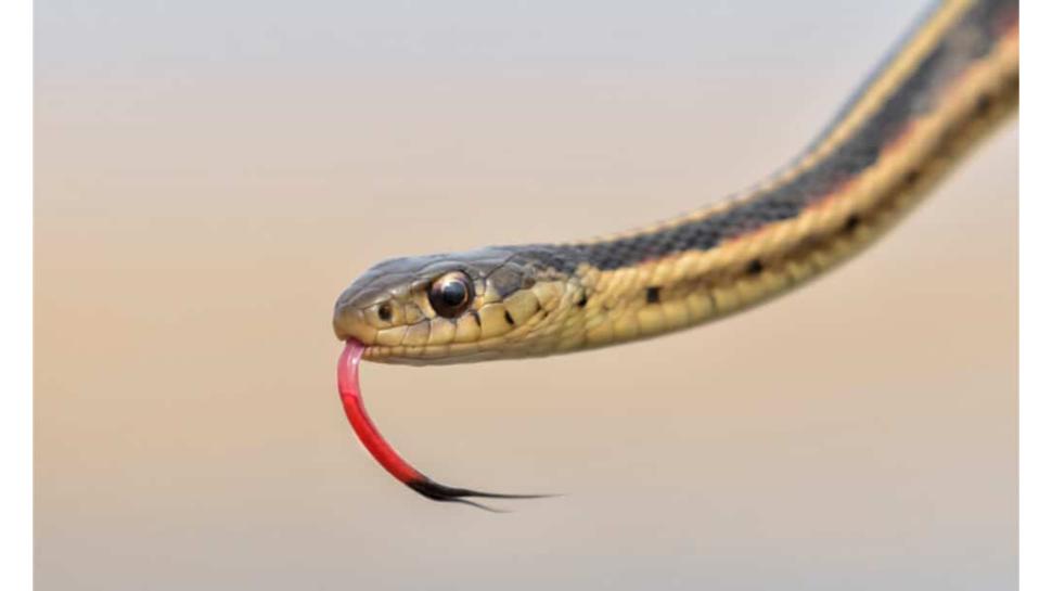 snake bite: