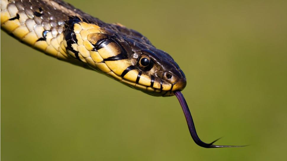 snake bite: