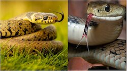 Snakes Rare Facts: పాములకు ఇవంటే చచ్చేంత ఇష్టం..!.  మీ ఇంట్లో పొరపాటున పెట్టుకుంటే