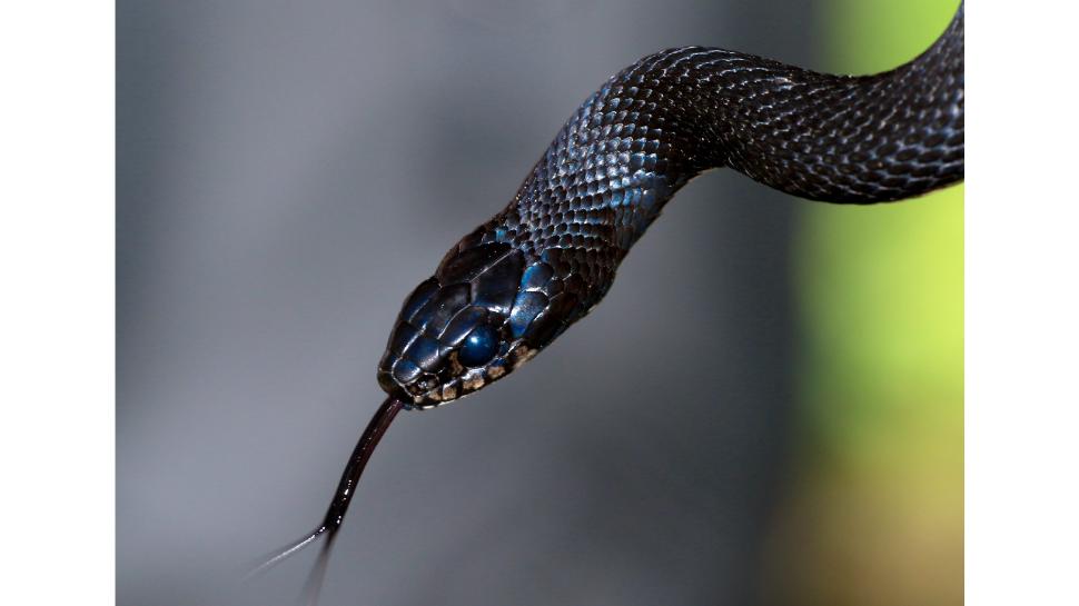 snake bite: