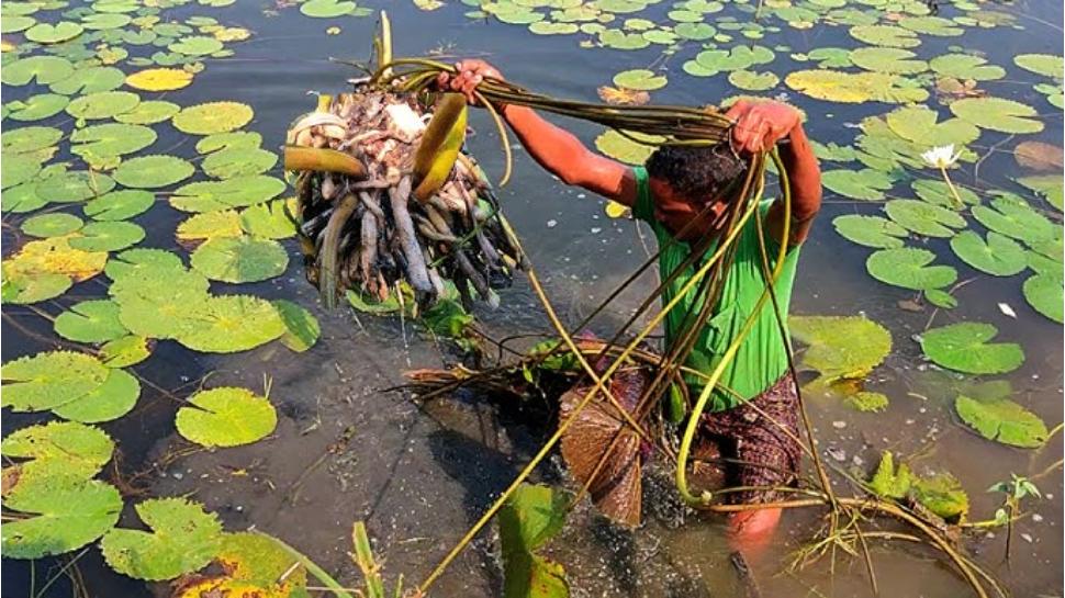 Lotus Roots Health Benefits