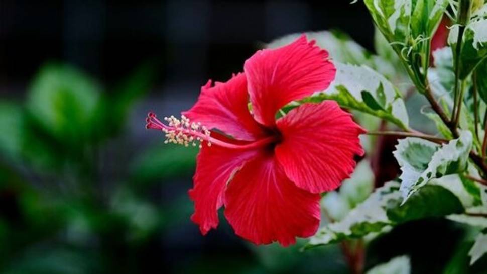 Hibiscus Plant At Home