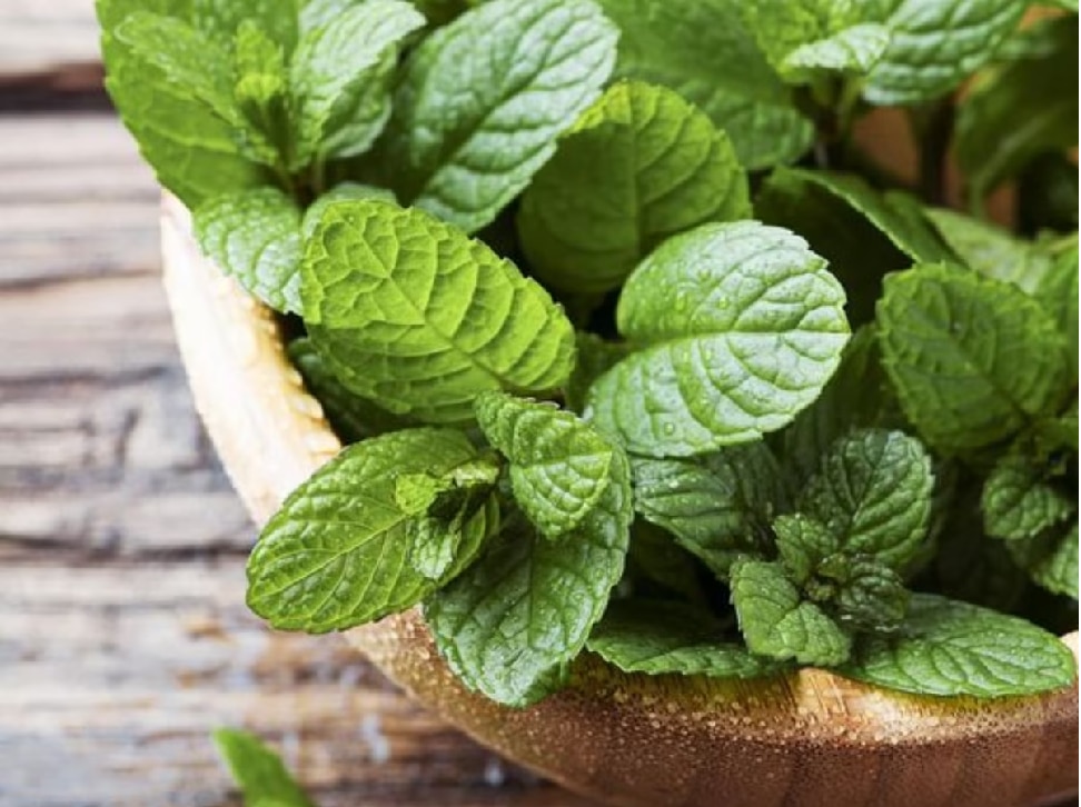 how-to-store-mint-leaves-in-freezer-storables