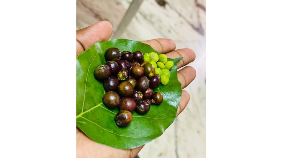 Morri pandlu chironji fruit eating amazing health benefits in summer ...