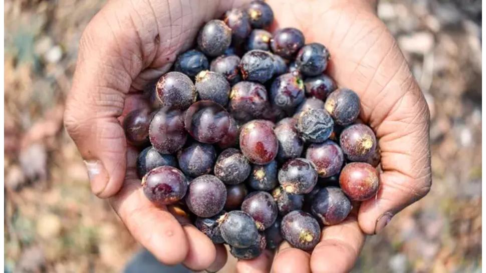 Morri pandlu chironji fruit eating amazing health benefits in summer ...