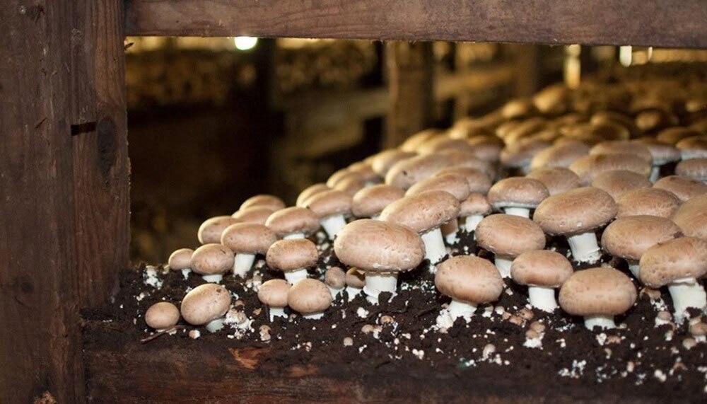 Own Business: తక్కువ పెట్టుబడితో పుట్టగొడుగుల వ్యాపారం| News in Telugu