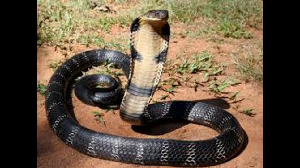 snake facts: