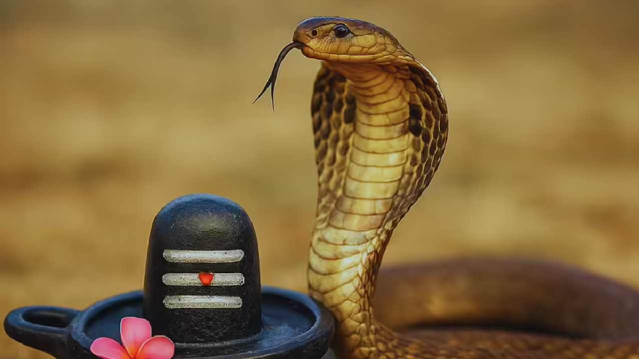 ఆగస్టు 17న నాగుల పంచమి సెలవు ఉందా.. అసలు నిజం ఇదే ఆగస్టు 17న నాగుల పంచమి సెలవు ఉందా.. అసలు నిజం ఇదే