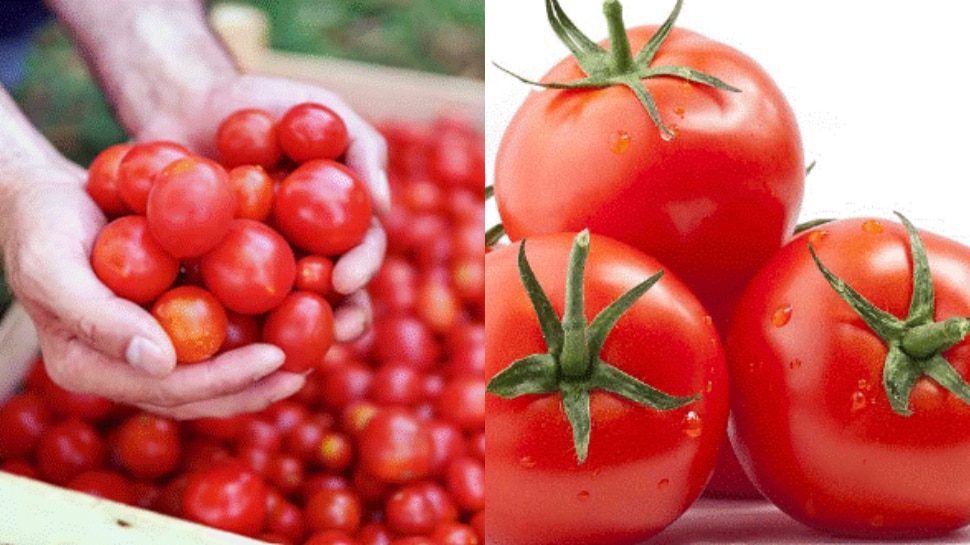 Tomatoes: పండగ వేళ ఆల్ టైమ్ రికార్డ్.. సెంచరీ దాటేసిన టమాట ధరలు.. కారణం ఏంటంటే..?