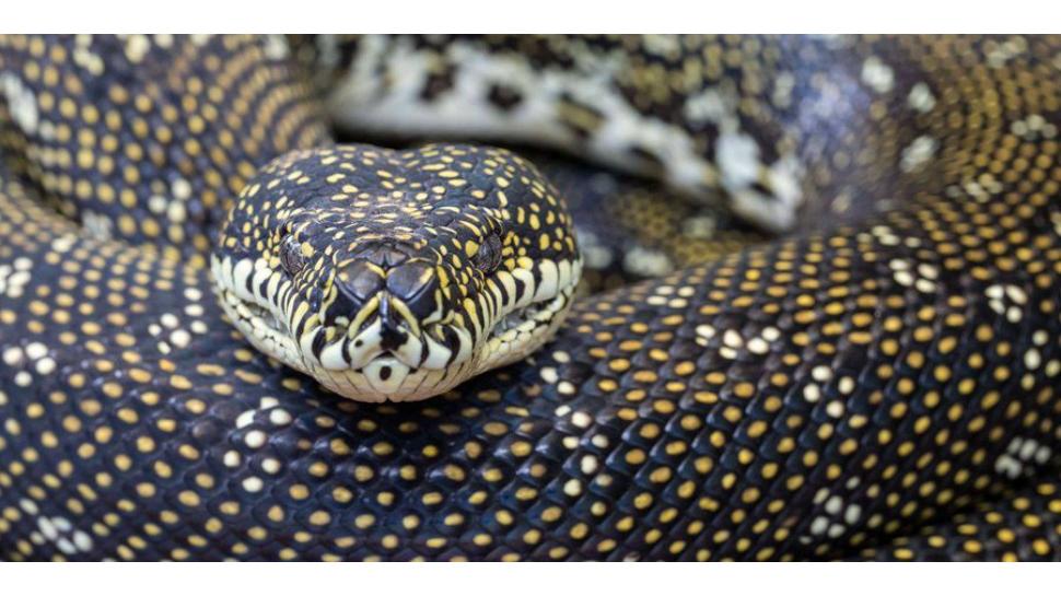 Australia brisbane woman wakes up after 8 foot python lying on her ...