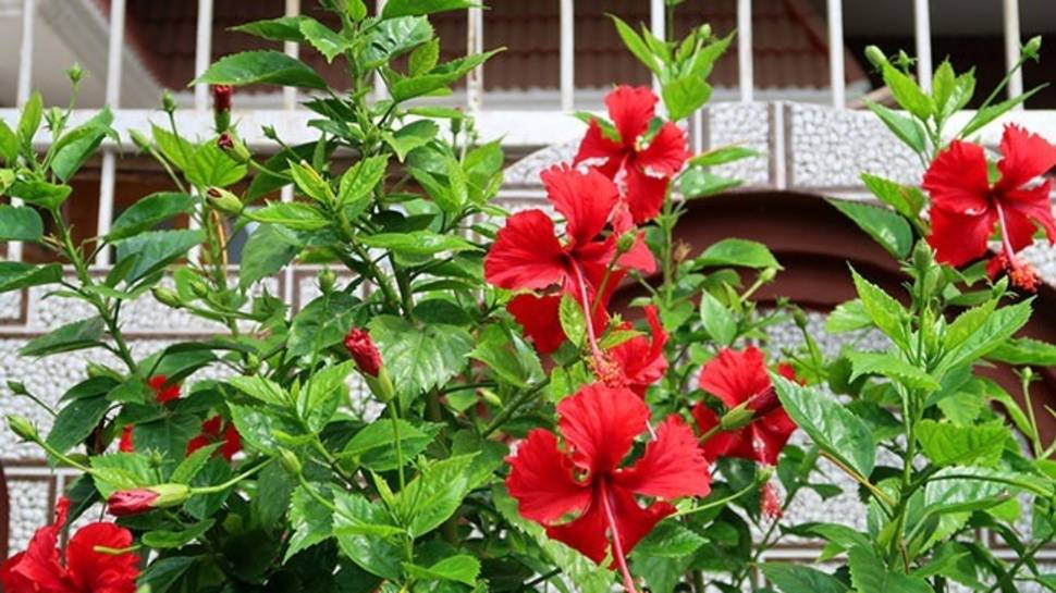 Hibiscus Plant 