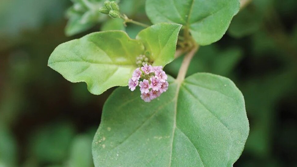 Ayurvedic For Fatty Liver