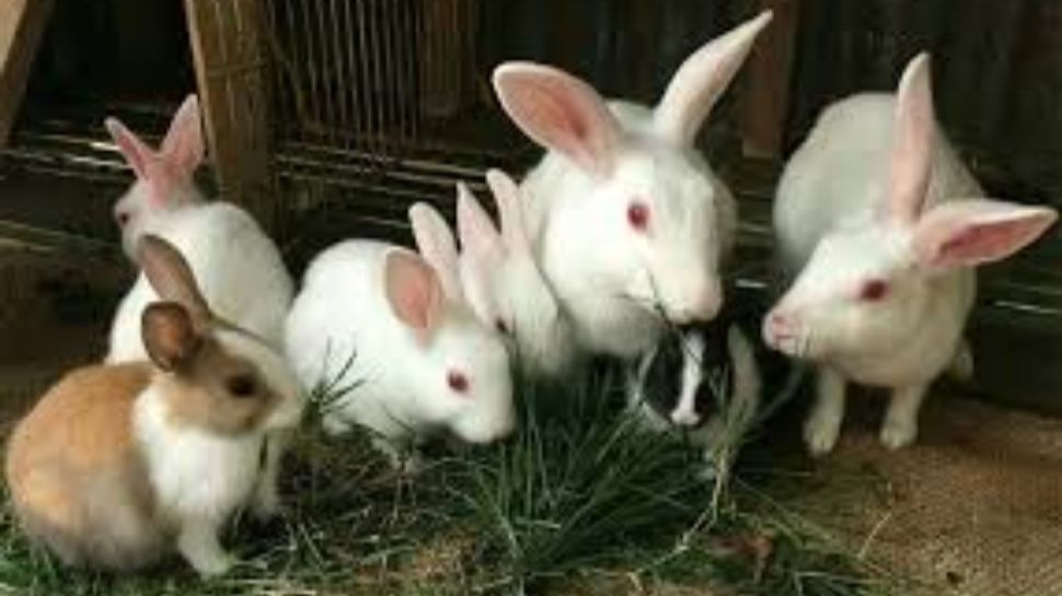 rabbit farming in telugu