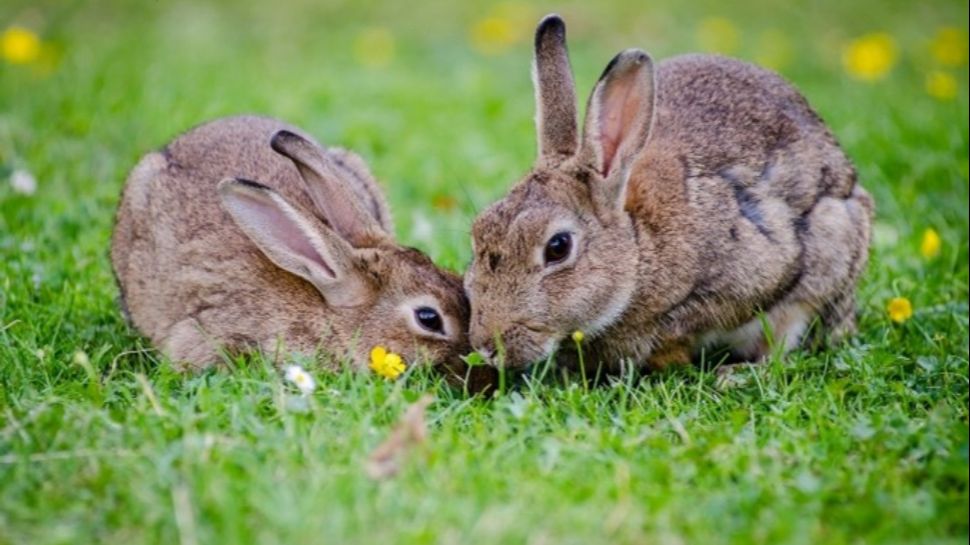 rabbit farming profits