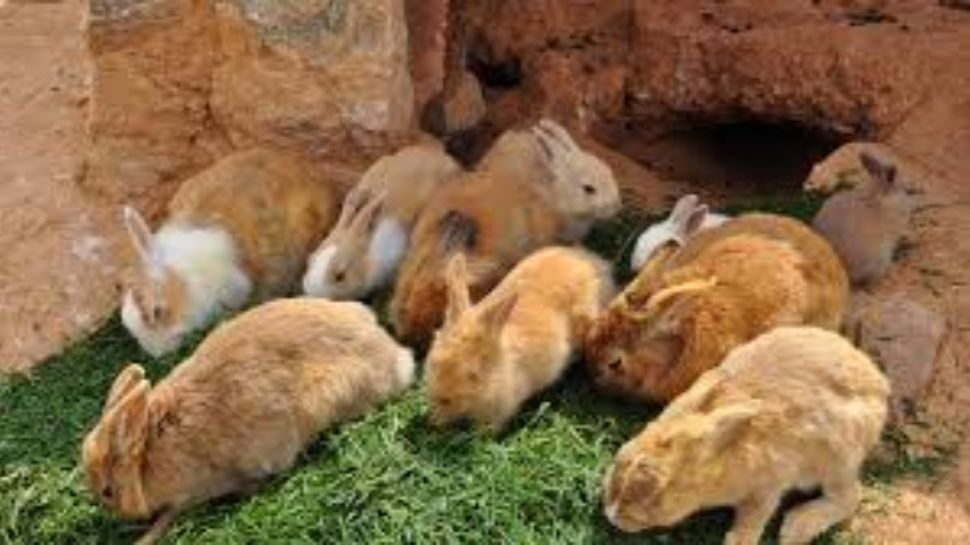 rabbit business profits and losses