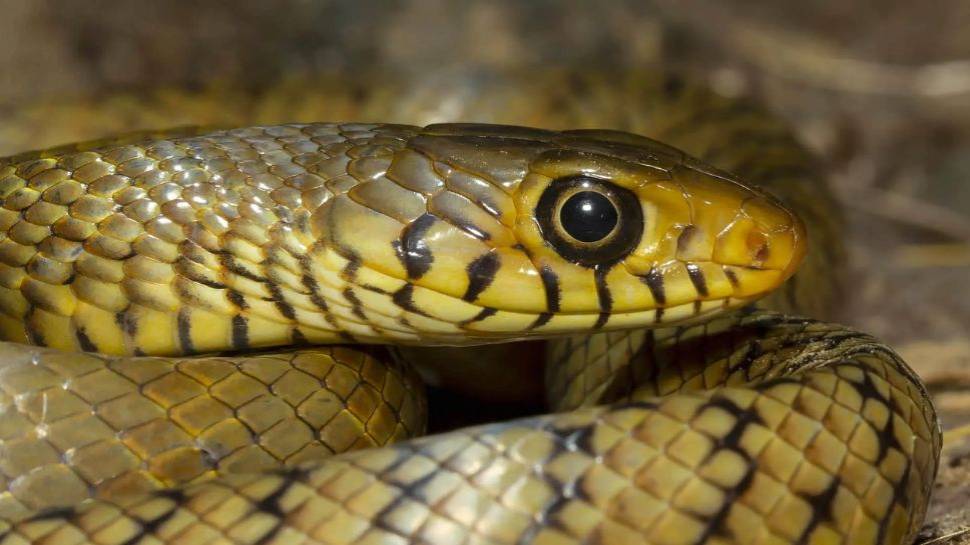 What Happens When One Snake Bites To Another Snake | Snake News: ఒక ...