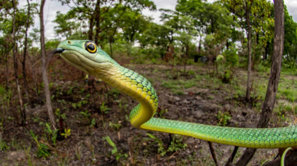 Snakes repellent plants: ఈ చెట్లంటే పాములకు ఎంతో భయం.. ఆ ఇళ్లవైపు కన్నేత్తి కూడా చూడవంట..