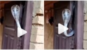 Snake Video: తలుపు మధ్యలో బుసలు కొడుతూ భయంకరమైన నాగుపాము...వీడియో వైరల్