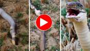 Snake Video: కింగ్ కోబ్రాను అమాంతం మింగేసిన మరో భారీ స్నేక్.. ఆ స్నేక్ చూపుకే భయం పుట్టడం ఖాయం..