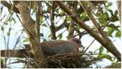 Birds Nest in House: ఇంట్లో పక్షుల గూళ్లు ఉంటే అరిష్టమా? మంచిదా? వాస్తు నిపుణుల సలహా..!