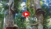 Viral Video: వామ్మో ఇదేమి రా సామీ..చెట్టును ఇలా ఎక్కేసింది..కొండ చిలువ వీడియో వైరల్..!